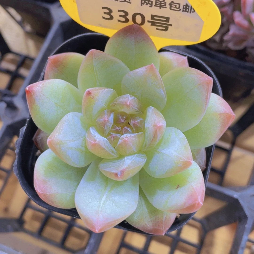 330号 钻石冰透白烁珍妮