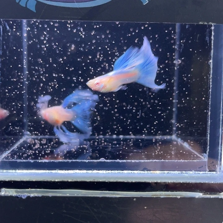 孔雀鱼蓝白绣球一对