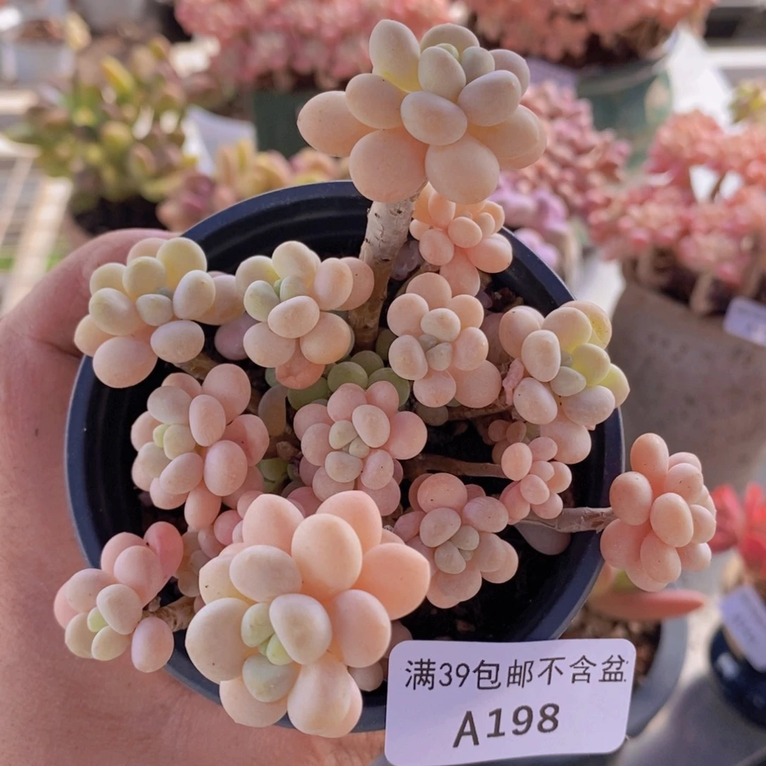 洛可可8cm198多肉植物