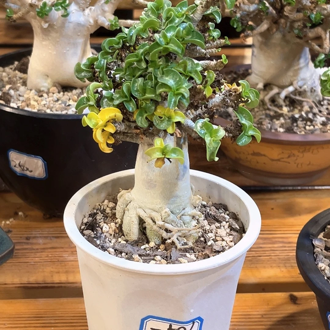 潮流植物羊角卷叶沙玫