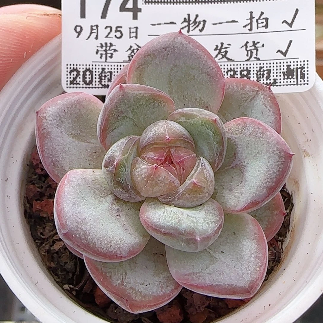 多肉0925--174星星珍妮