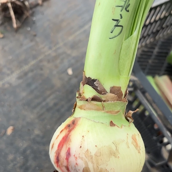 无花朵北方姑娘包对版