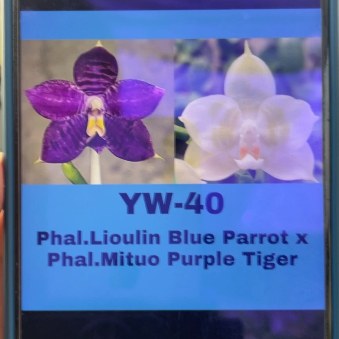 完全开放YW40，蓝鹦鹉交弥陀紫虎，2.5杯苗1棵