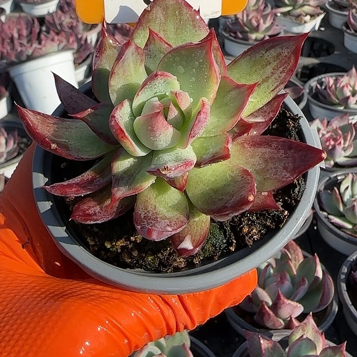 87 惊鸿仙子多肉植物7-9cm