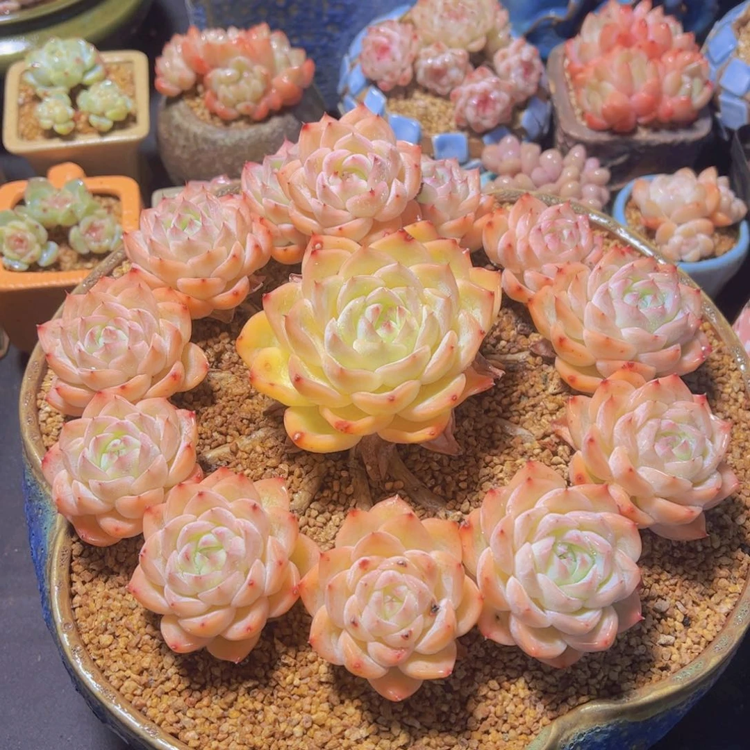 K*n粉水晶，多肉植物，
