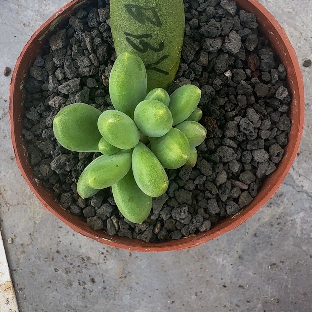 蛋***苏芭比亚 叶插 一物一拍