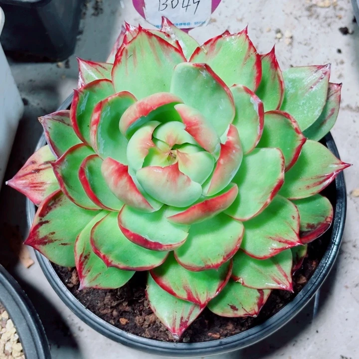 •***•惊鸿仙子多肉植物B49