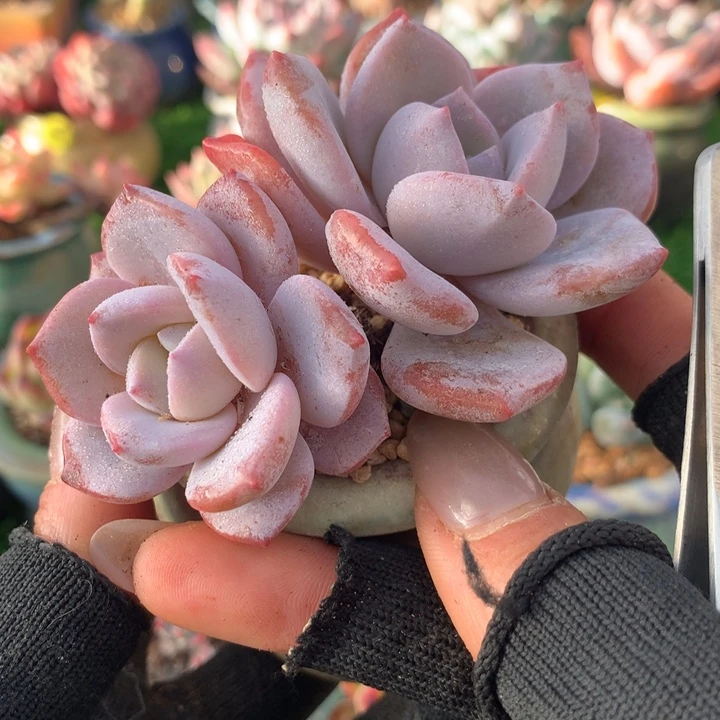 樱花奶茶     带盆
