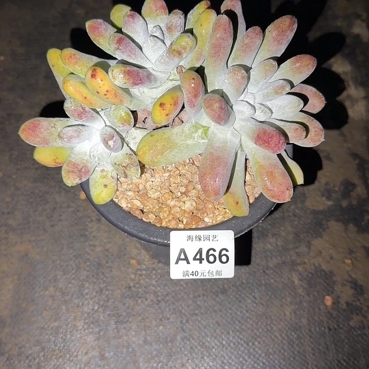 拇指仙女杯多肉植物