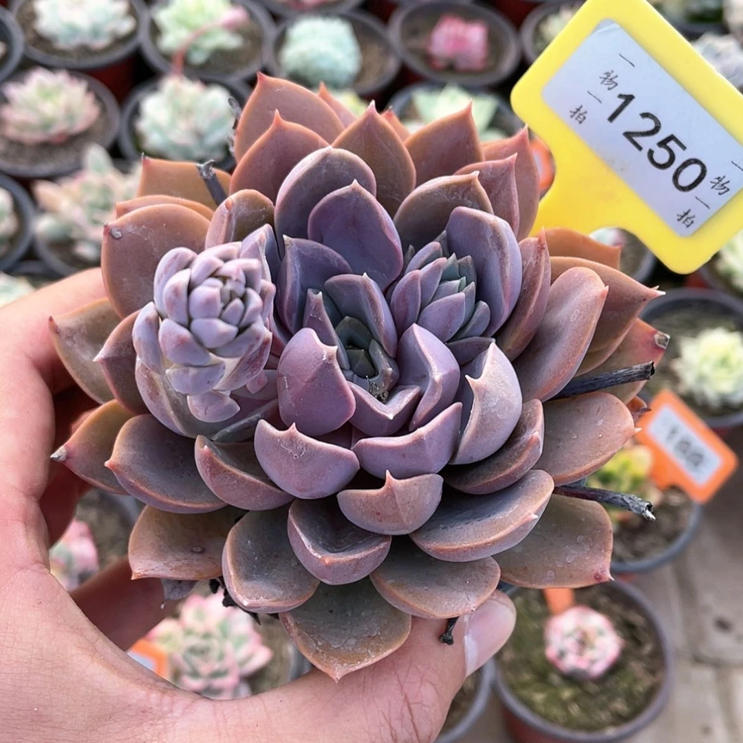 【闪购商品】1250号