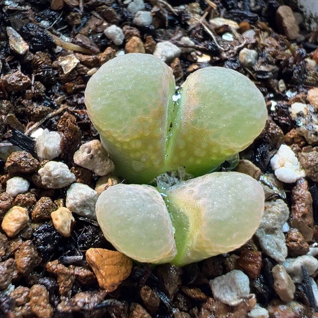 752多肉植物种类多样