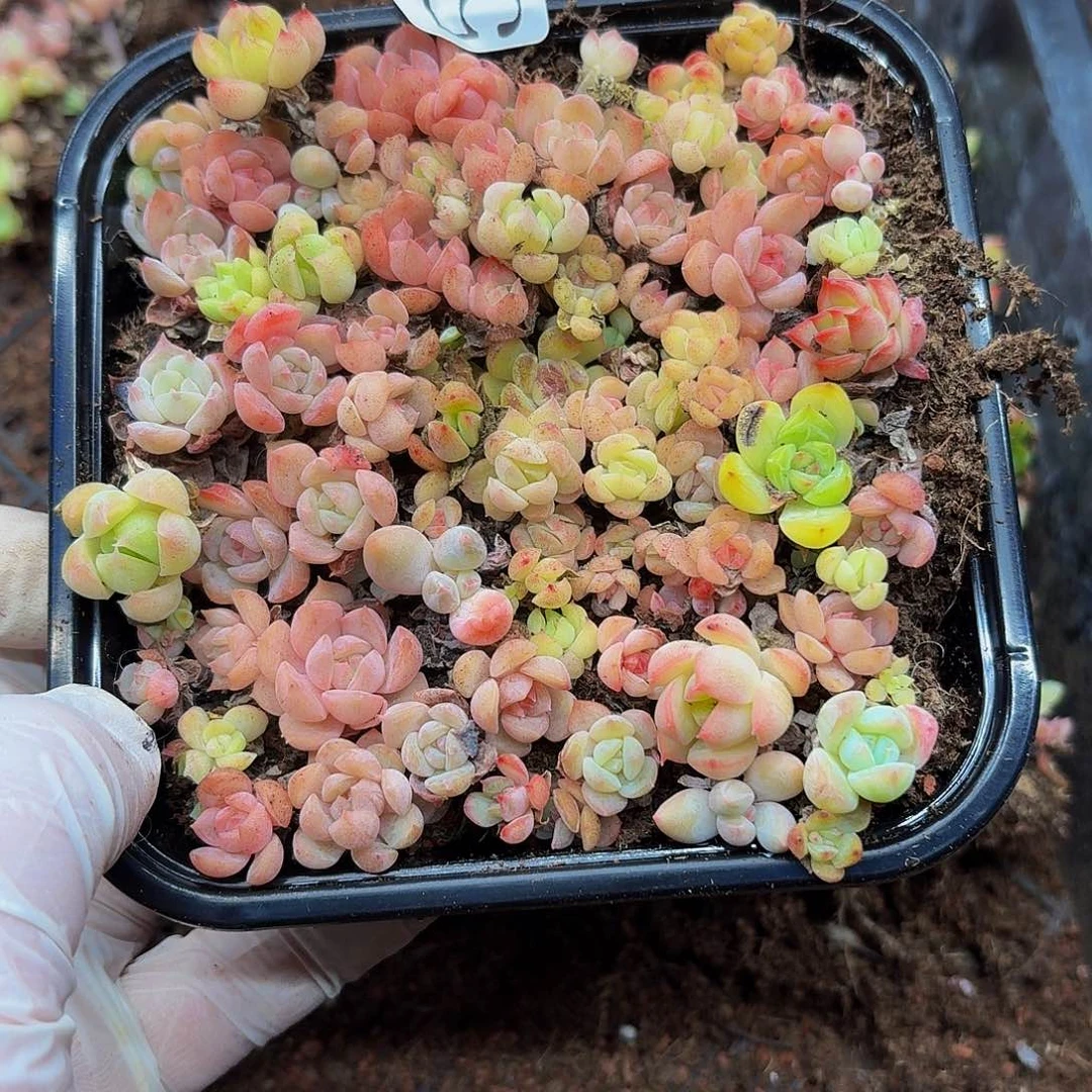 多肉植物多肉植物506