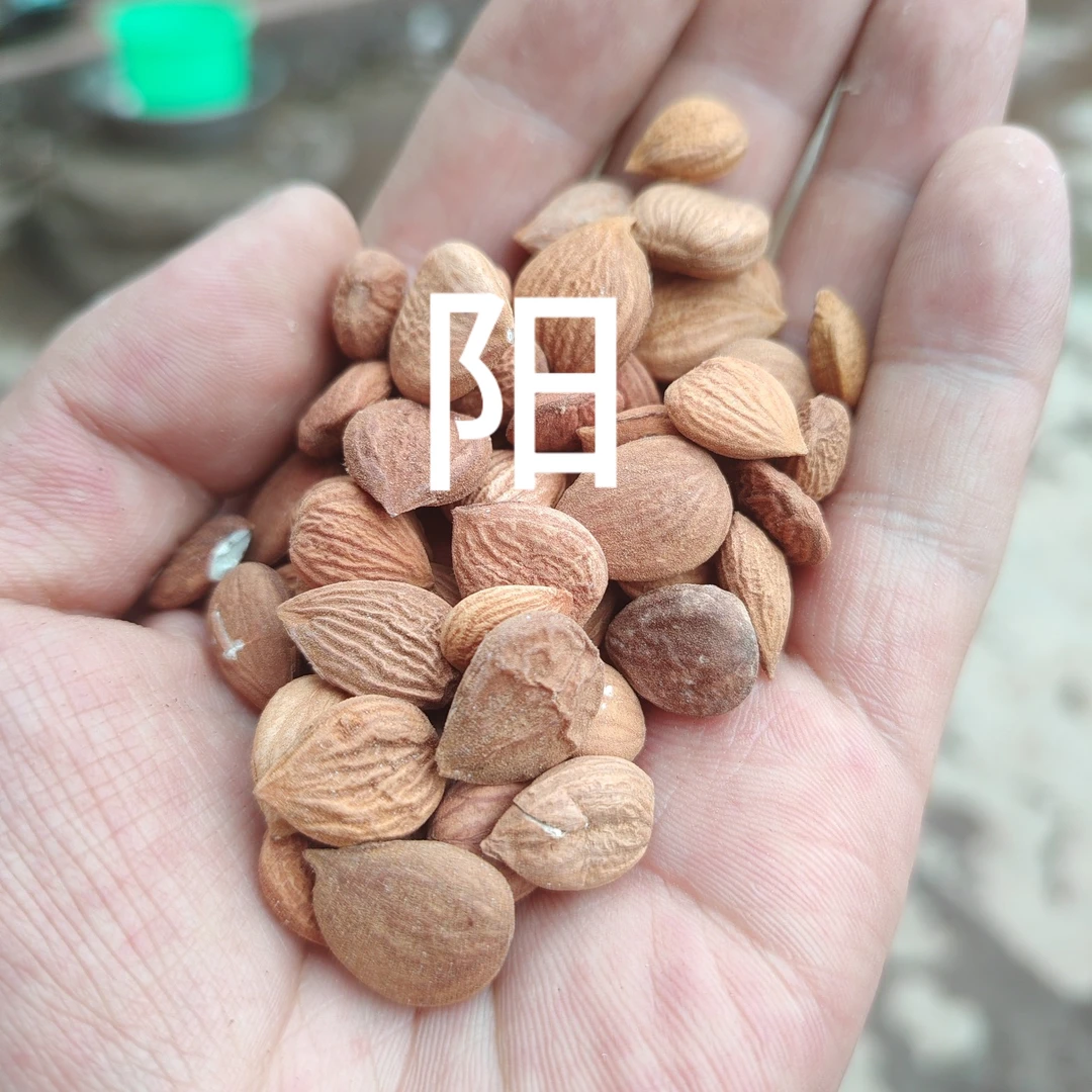 老树山货杏仁 --直播用--丨搭‘’黑桑葚‘’丨下单包邮发货