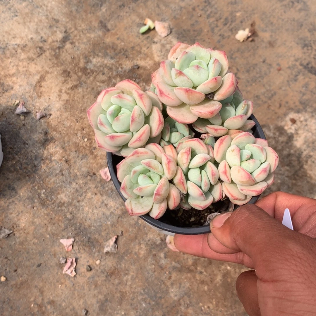 我们的产品也越来越难
