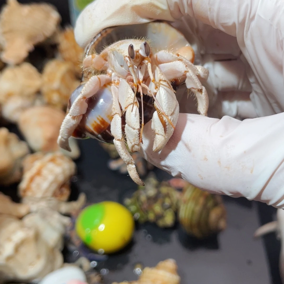 蜗居异宠寄居蟹9573，红海