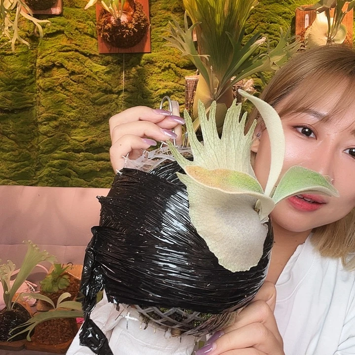 不开花植物野6。