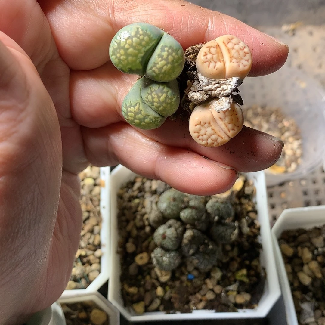 W36多肉植物保护