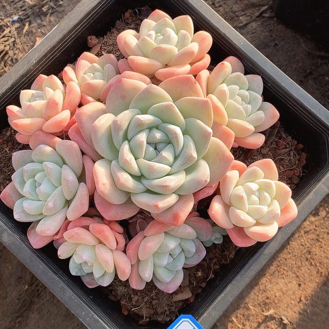 2冰玉一物一拍多肉