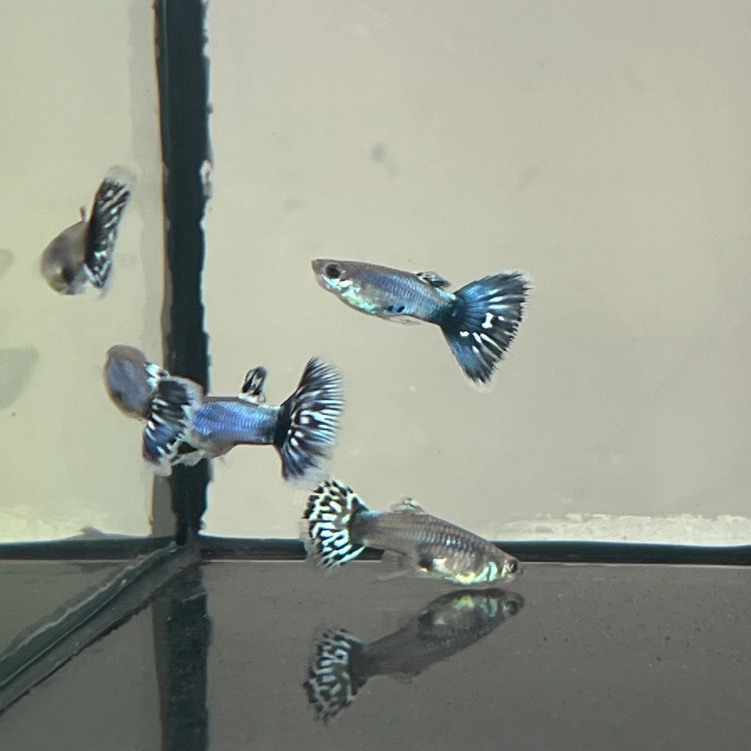 辛加蓝马赛克精品孔雀鱼   小型观赏鱼淡水活体可生小鱼