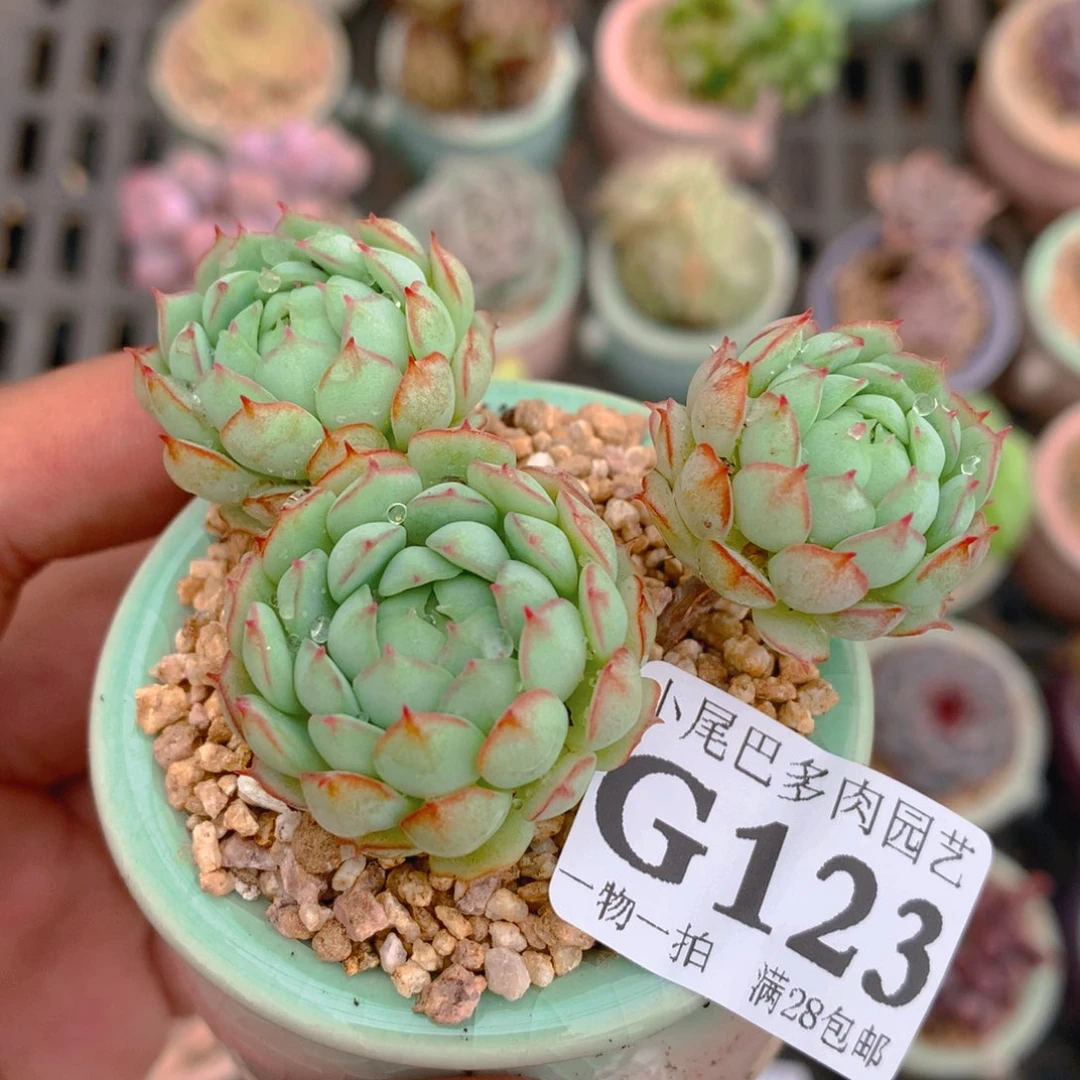 小尾巴5CM迷你拇指盆G123