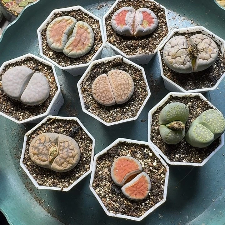 生石花111112。 无售后。  368