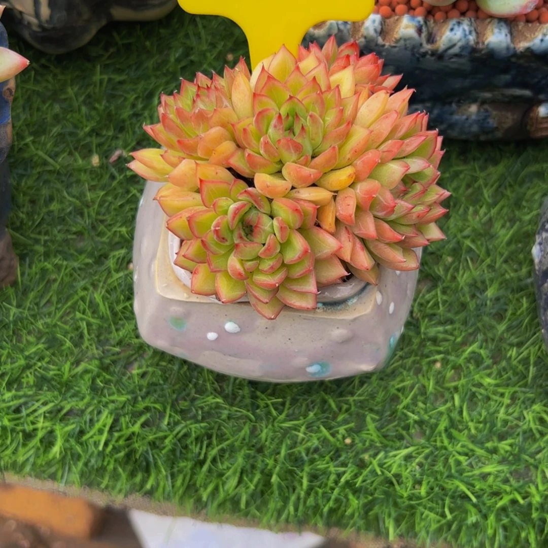 琦***婆群生女雏多肉植物