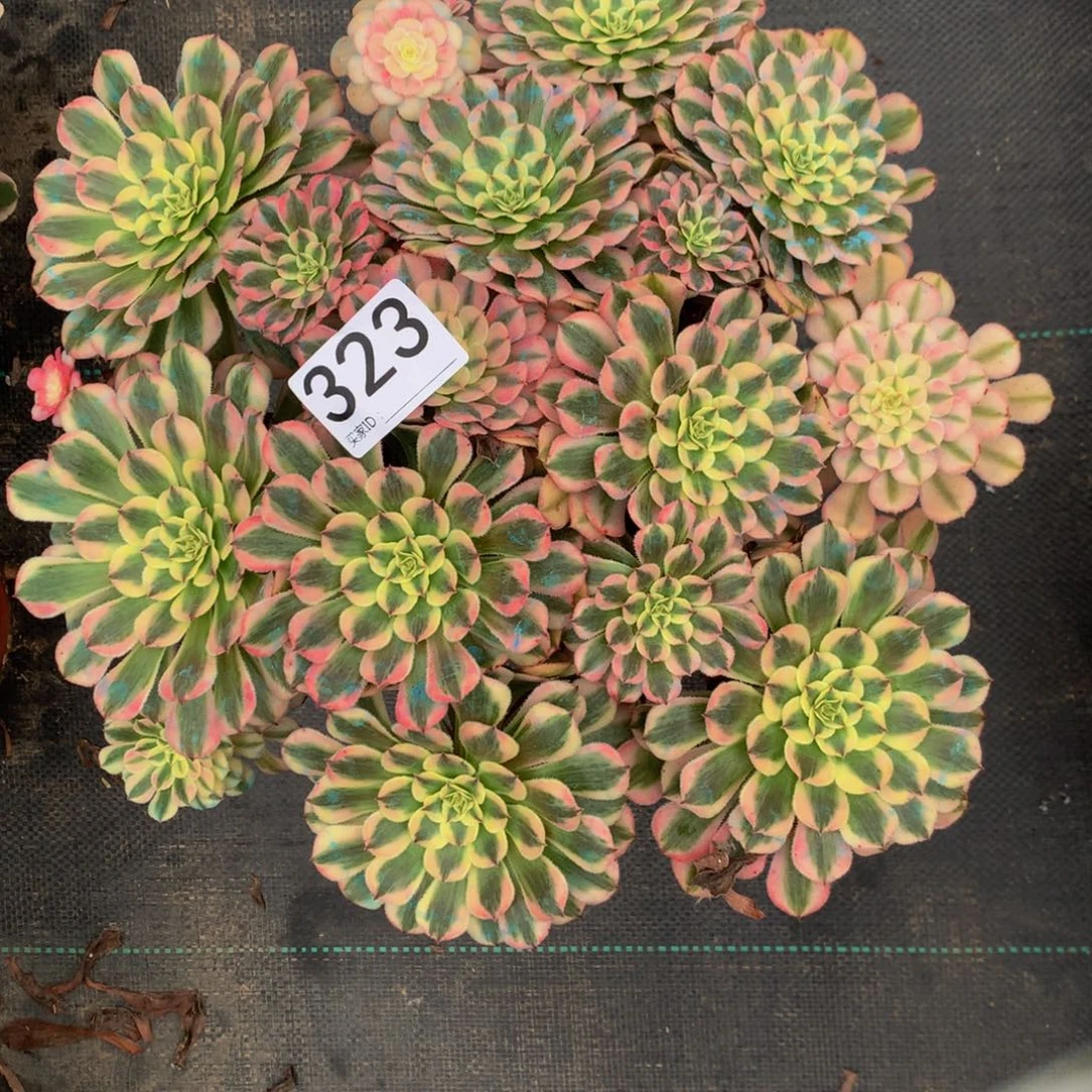 法师多肉植物323粉童