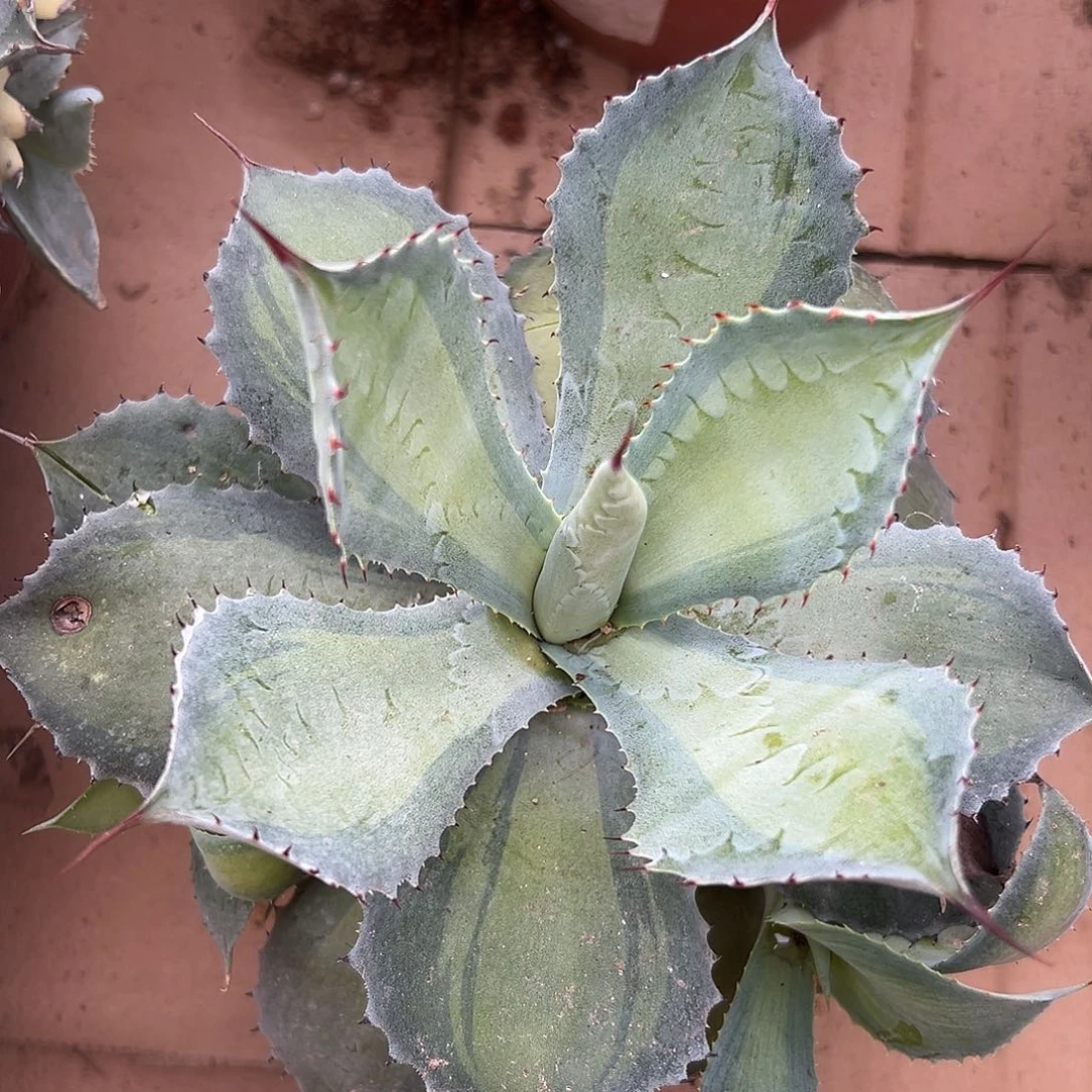 杜呃呃呃呃呃呃呃呃呃