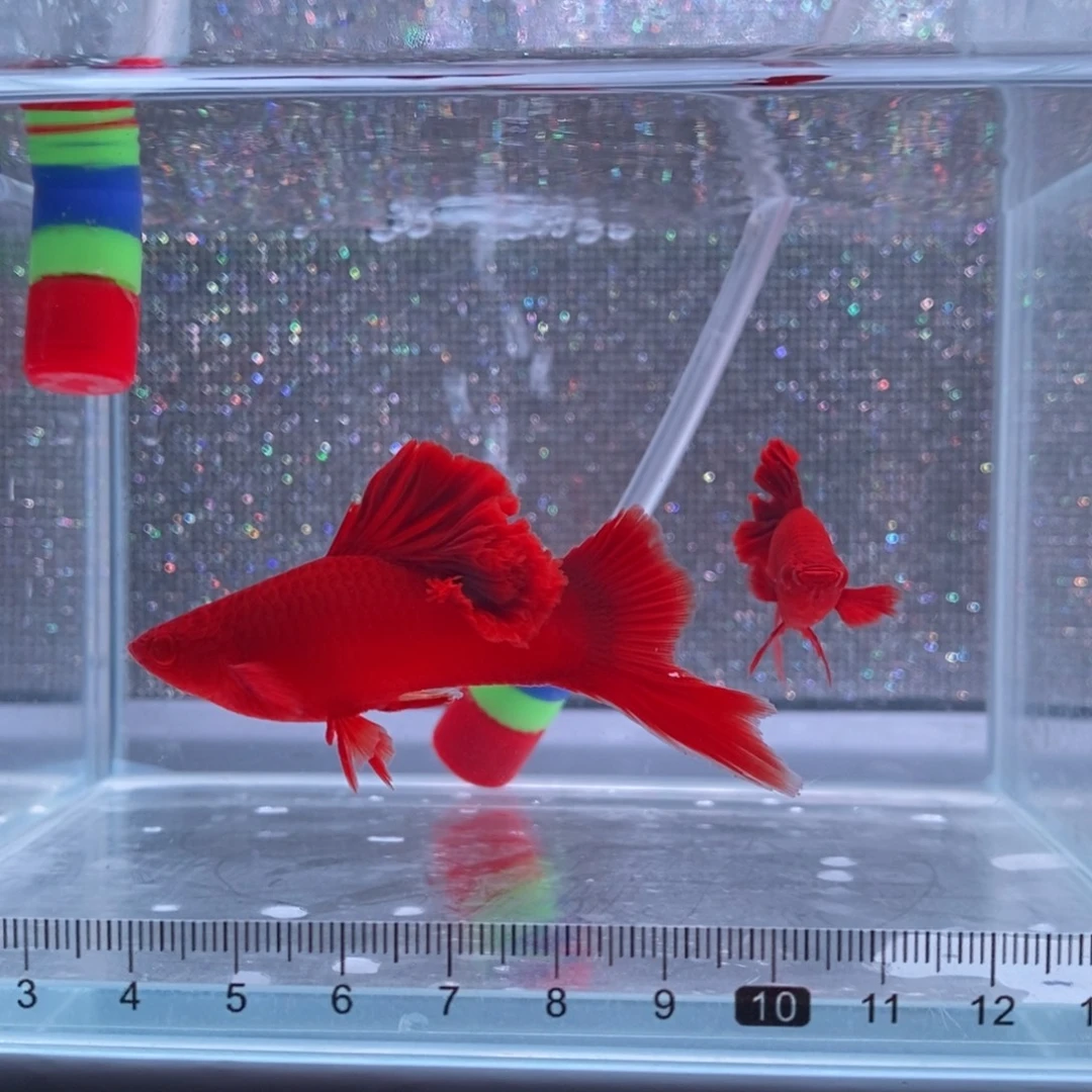 山***人红剑鱼高鳍红剑成鱼2刀