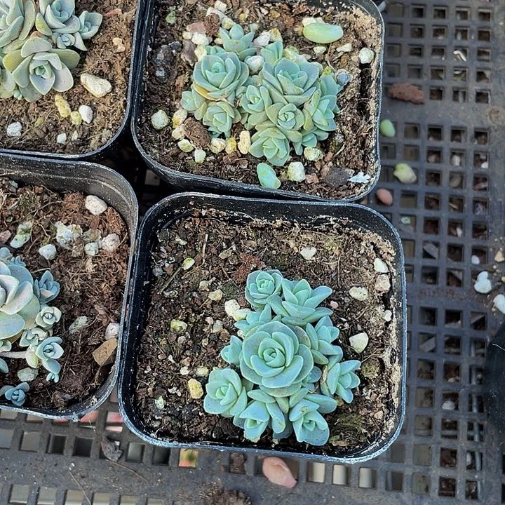 子持莲华2.8带盆