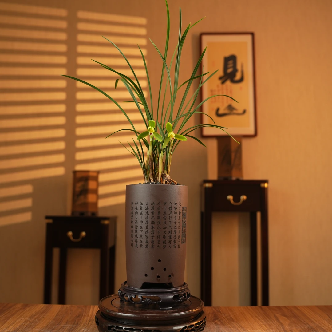 【老种龙字】春兰名品四大天王 稀有浓香型老品种好养阳台庭院