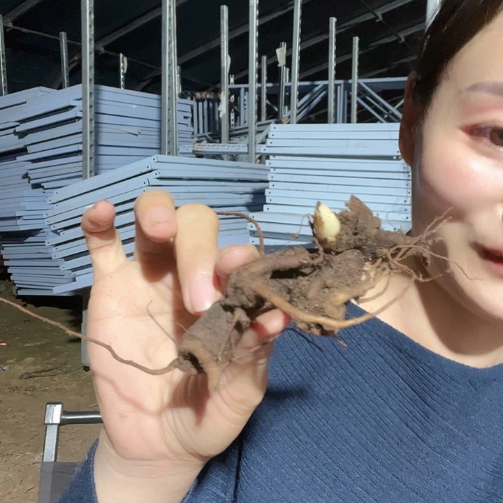 当前无花栽培后可以开花马戏团1芽