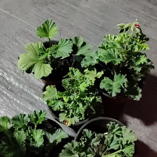 完全开放三棵加五级粉丝团福利