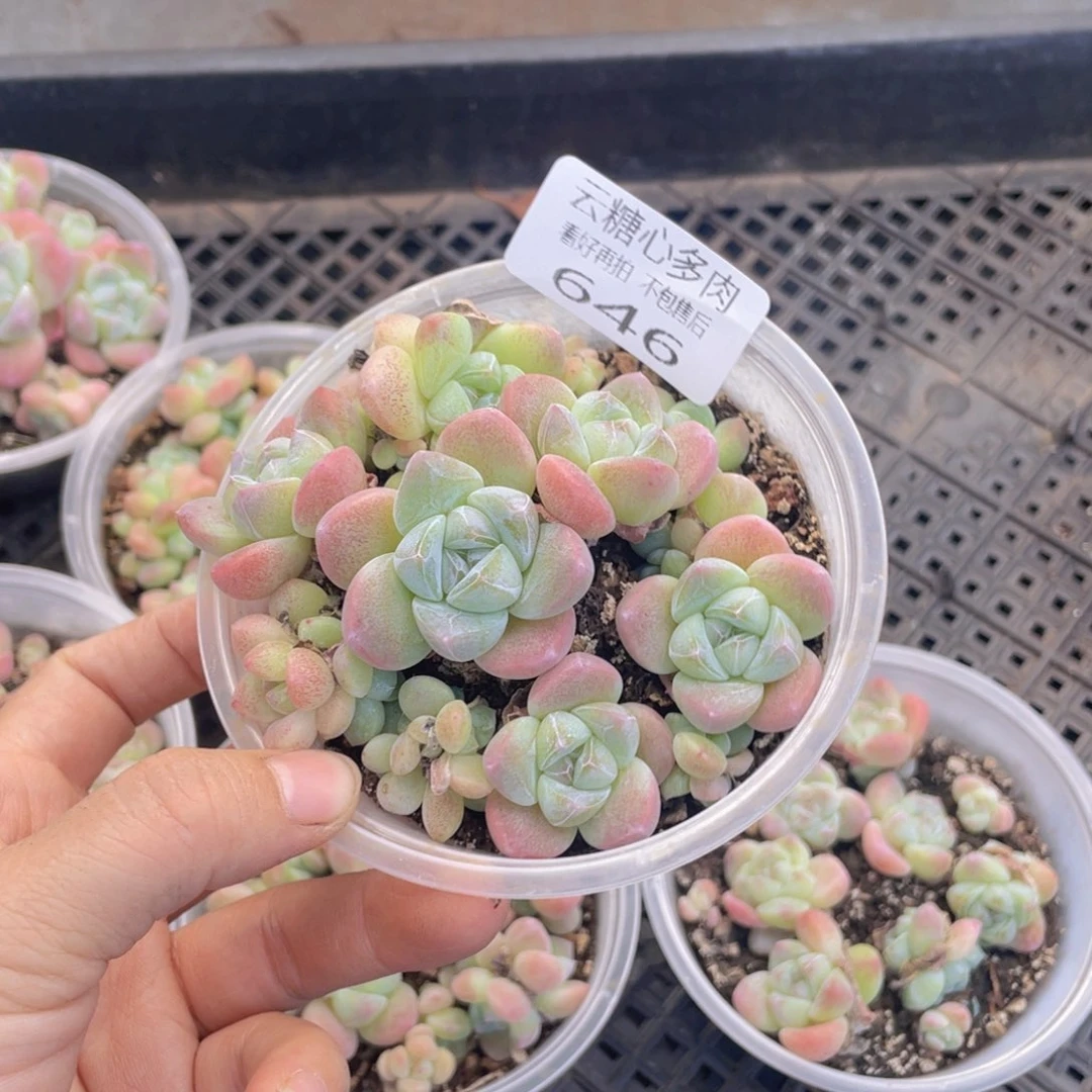 云糖心多肉植物646