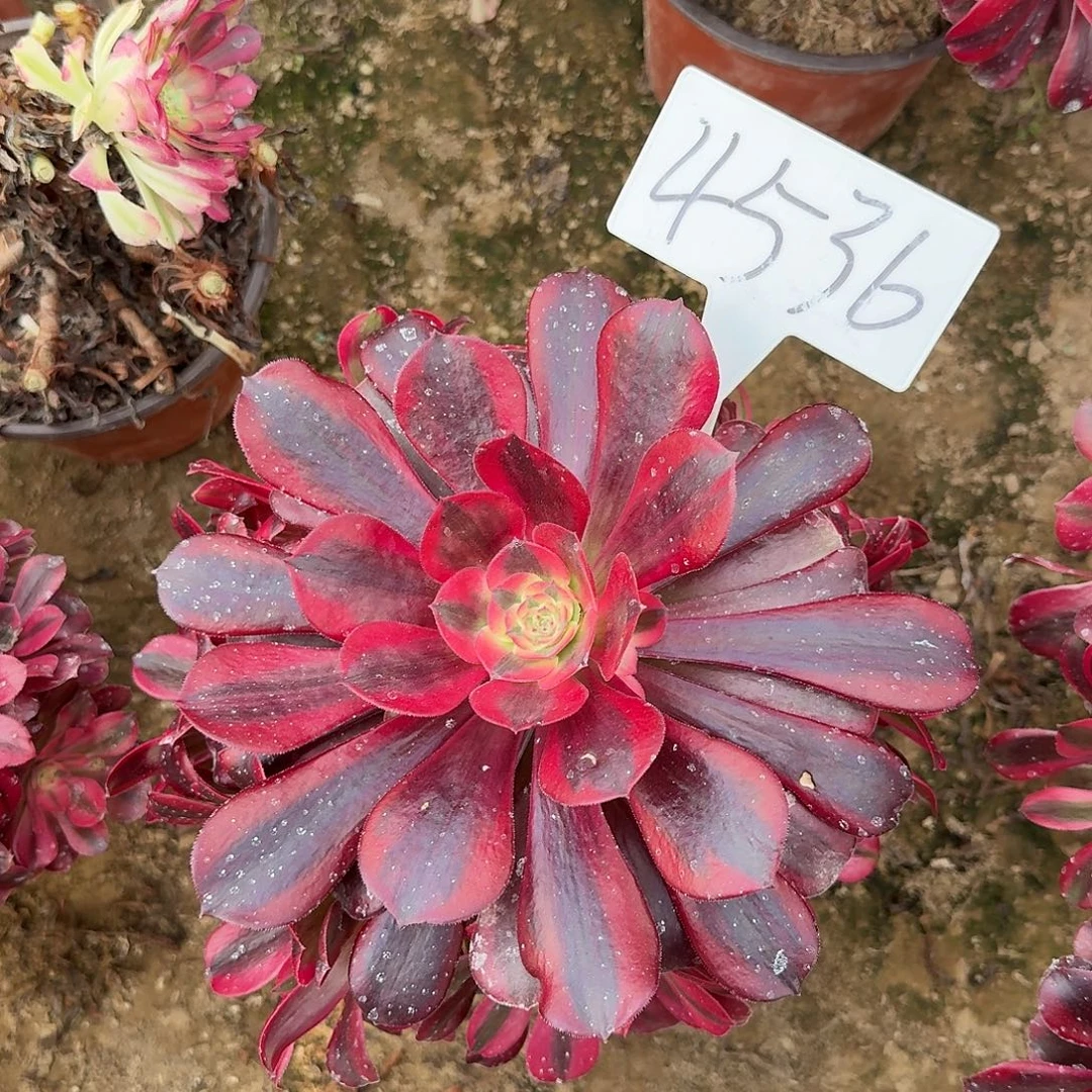 4536美杜莎多肉法师多肉