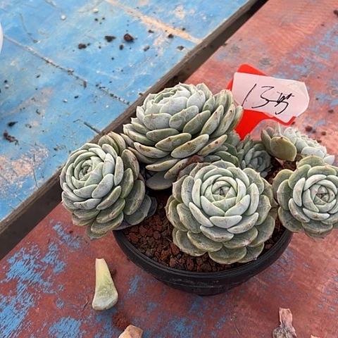 13.劳林带盆一个带t多肉