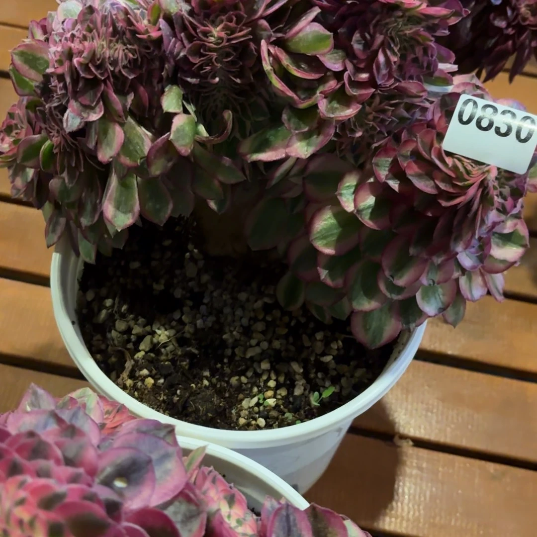 晨****）荔枝缀化0830发货