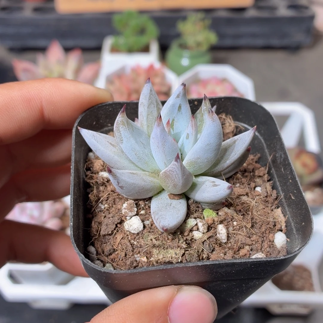 魔爪多肉9.9包邮发货