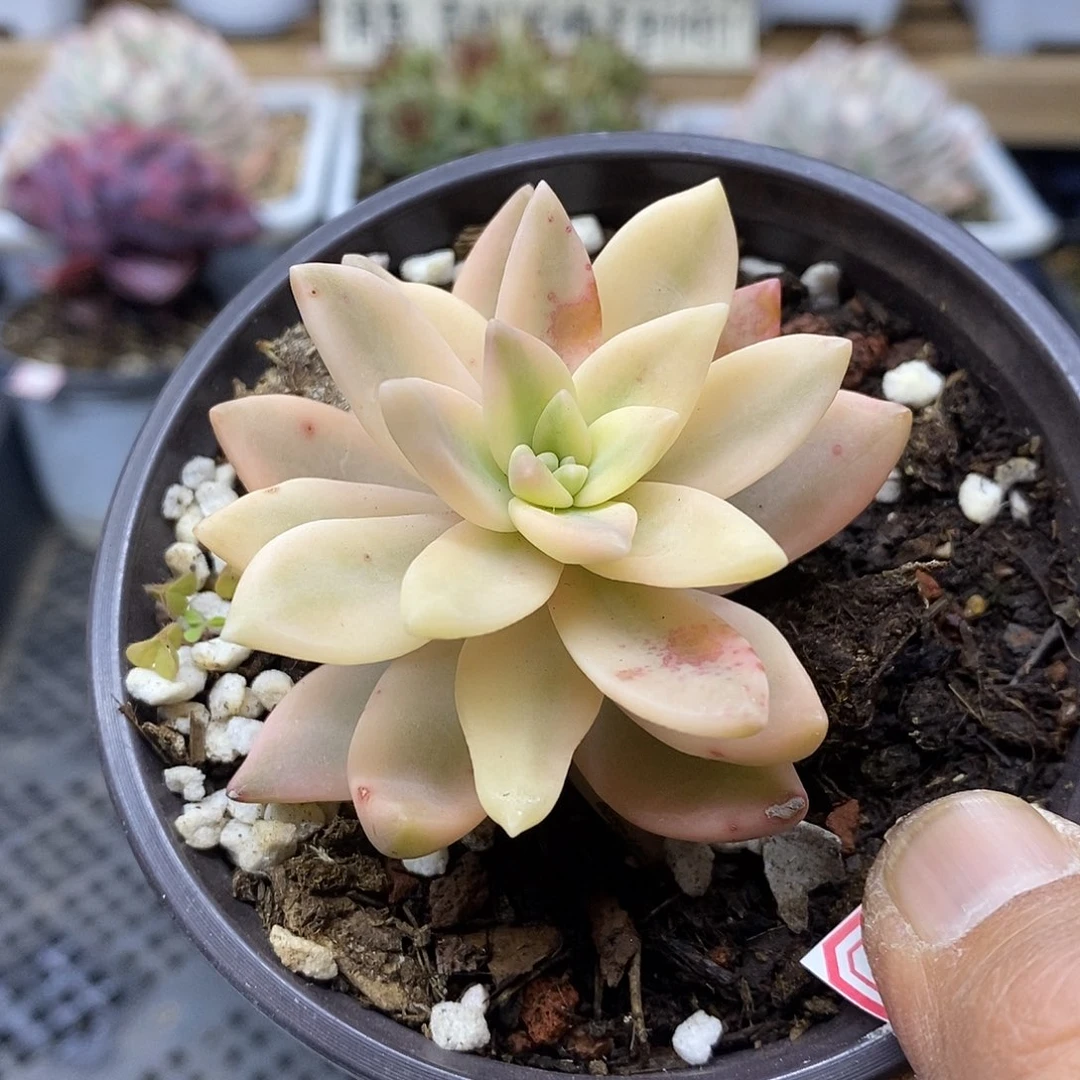 1899 芒果布丁覆轮锦