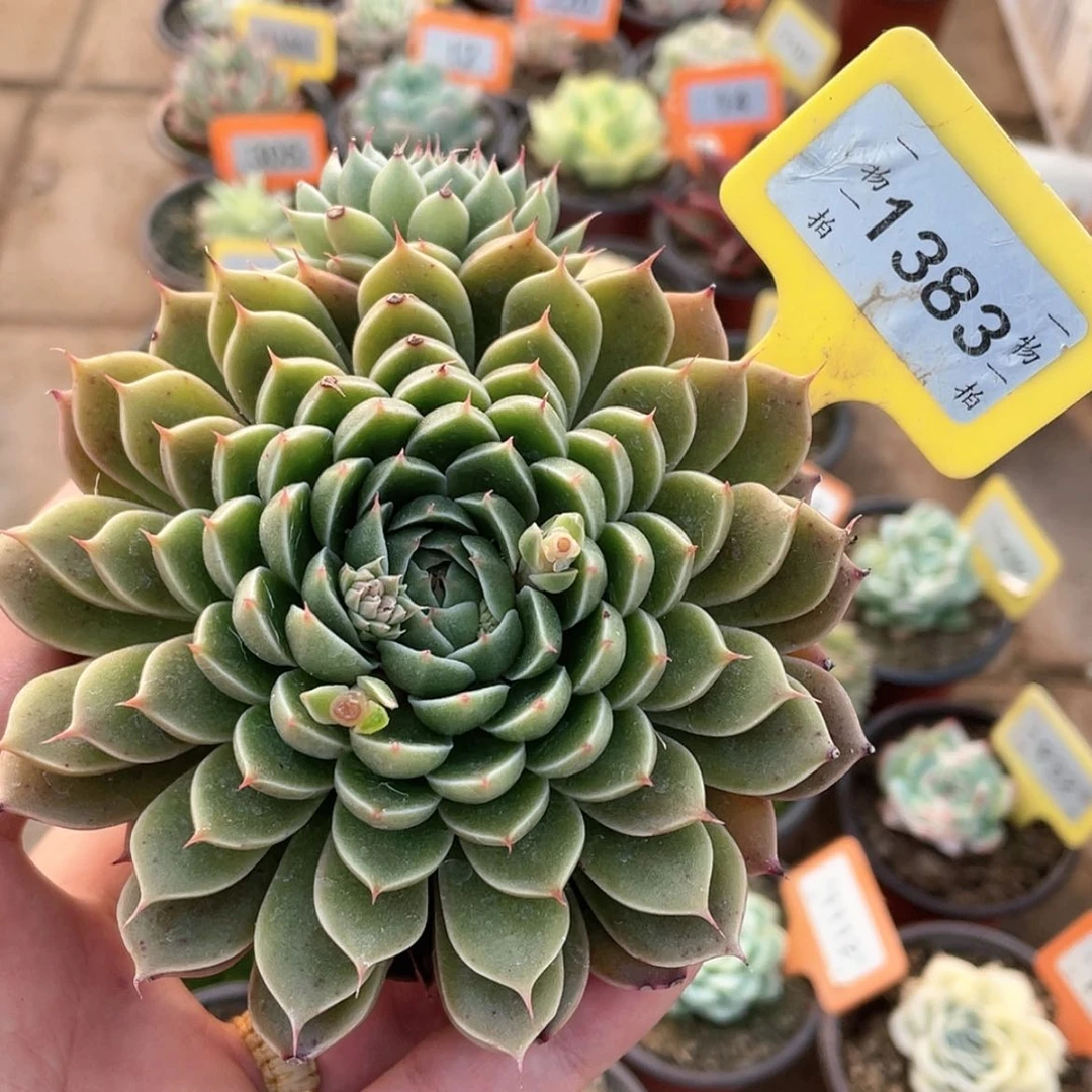 【闪购商品】1383号