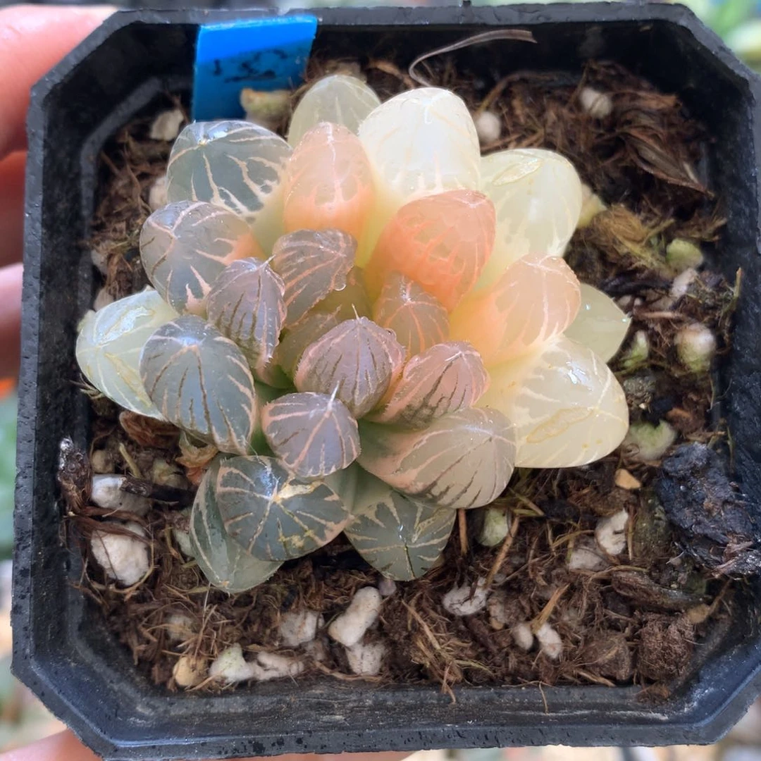 霓虹灯玉露锦，带盆发货