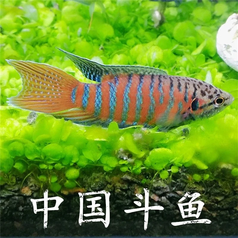 不打氧斗鱼普叉观赏鱼淡水耐养小鱼小型冷水鱼金丝白云孔雀斑马鱼