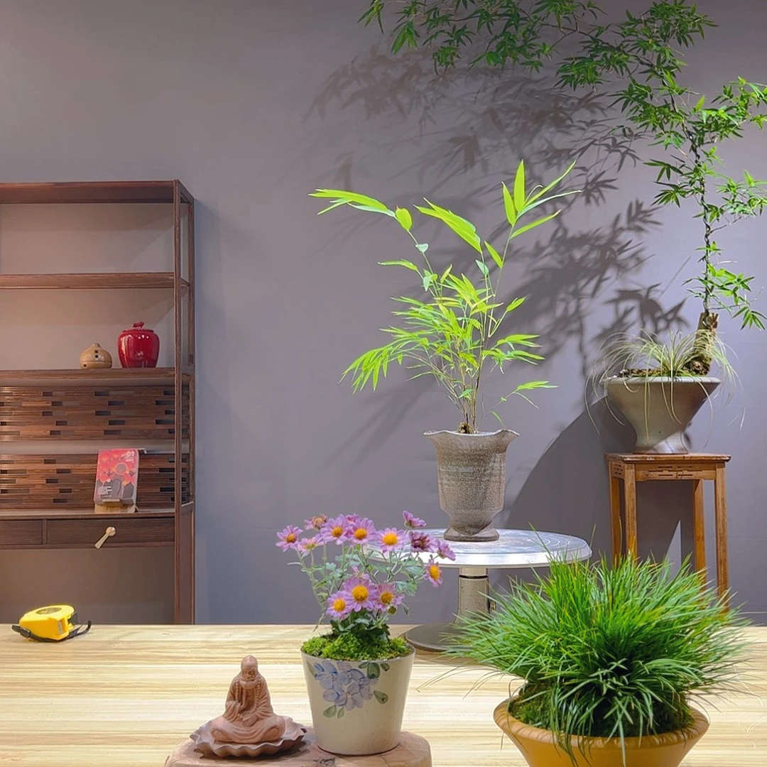 幸***享无花朵老桩精品竹盆景作品