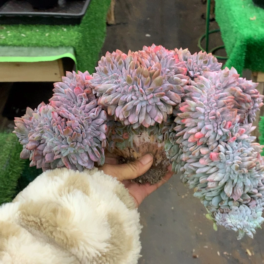 891橙子缀多肉植物