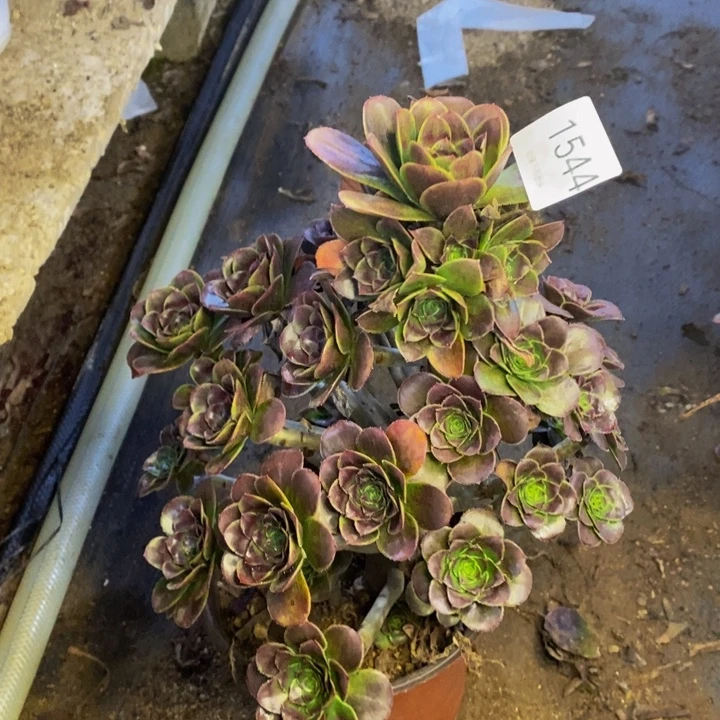 灰圆叶多肉断头不包1544