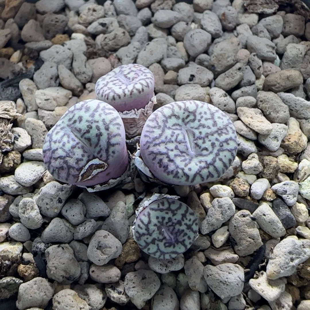 9-6-4-6当天满38包邮福利墨小锥脱土