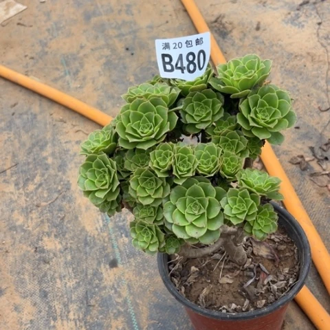 480绿羊绒不包断枝