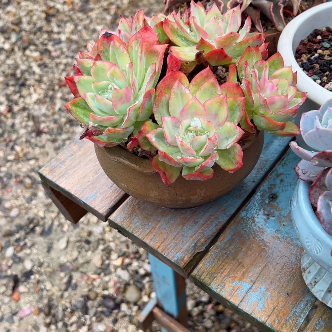 小***瓜绮罗多肉植物脱土