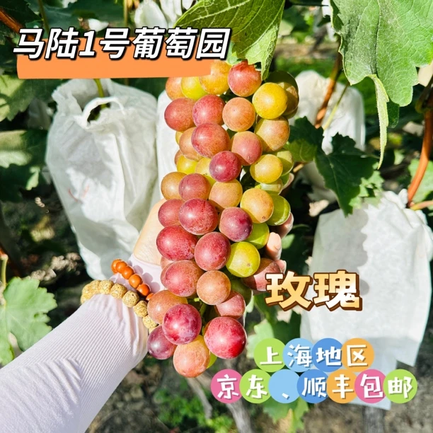马陆1号葡萄园-玫瑰 净重5斤、10斤装  新鲜采摘 上海地区包邮