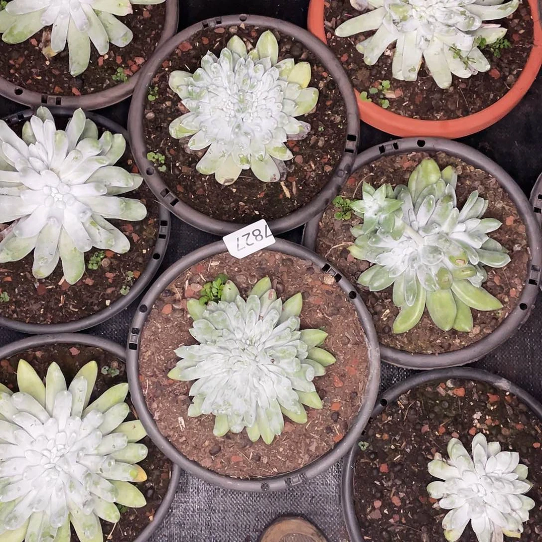 天*拇指两个寄养7827